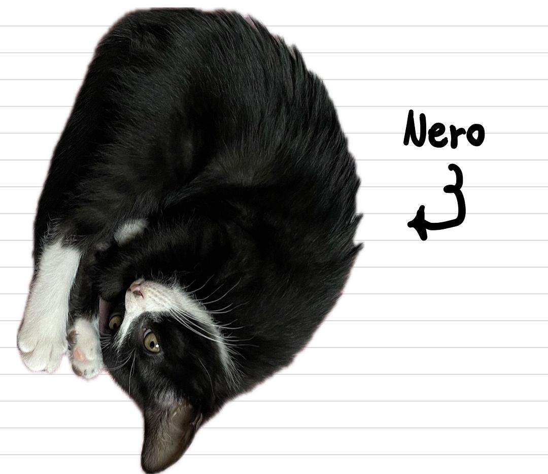 Nero_Cat_11