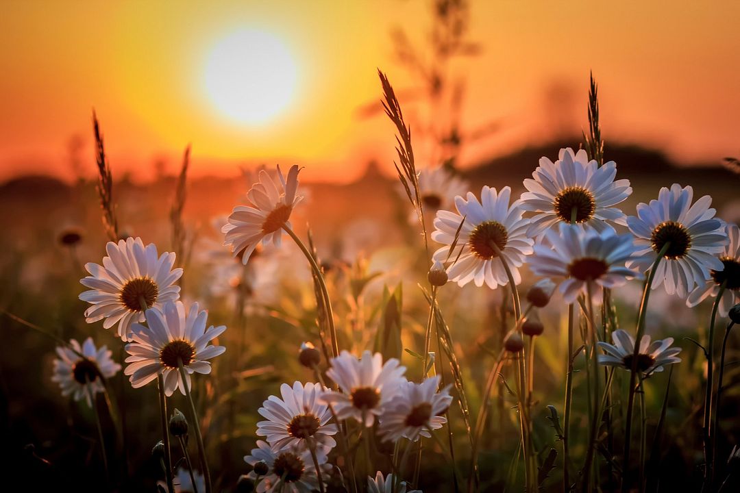 Daisies