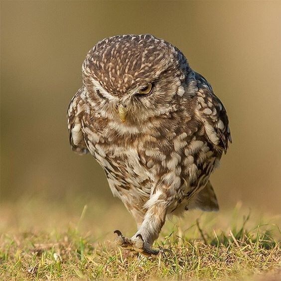 Angry owl