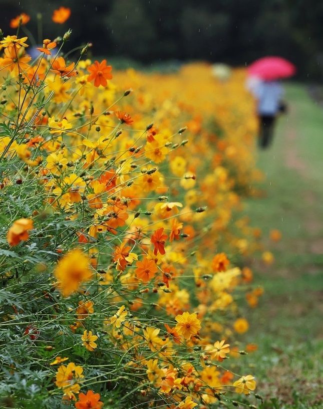 가을비 Autumn Rain