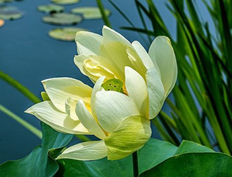 white lotus with green