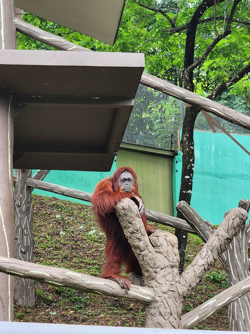 Orang Utan