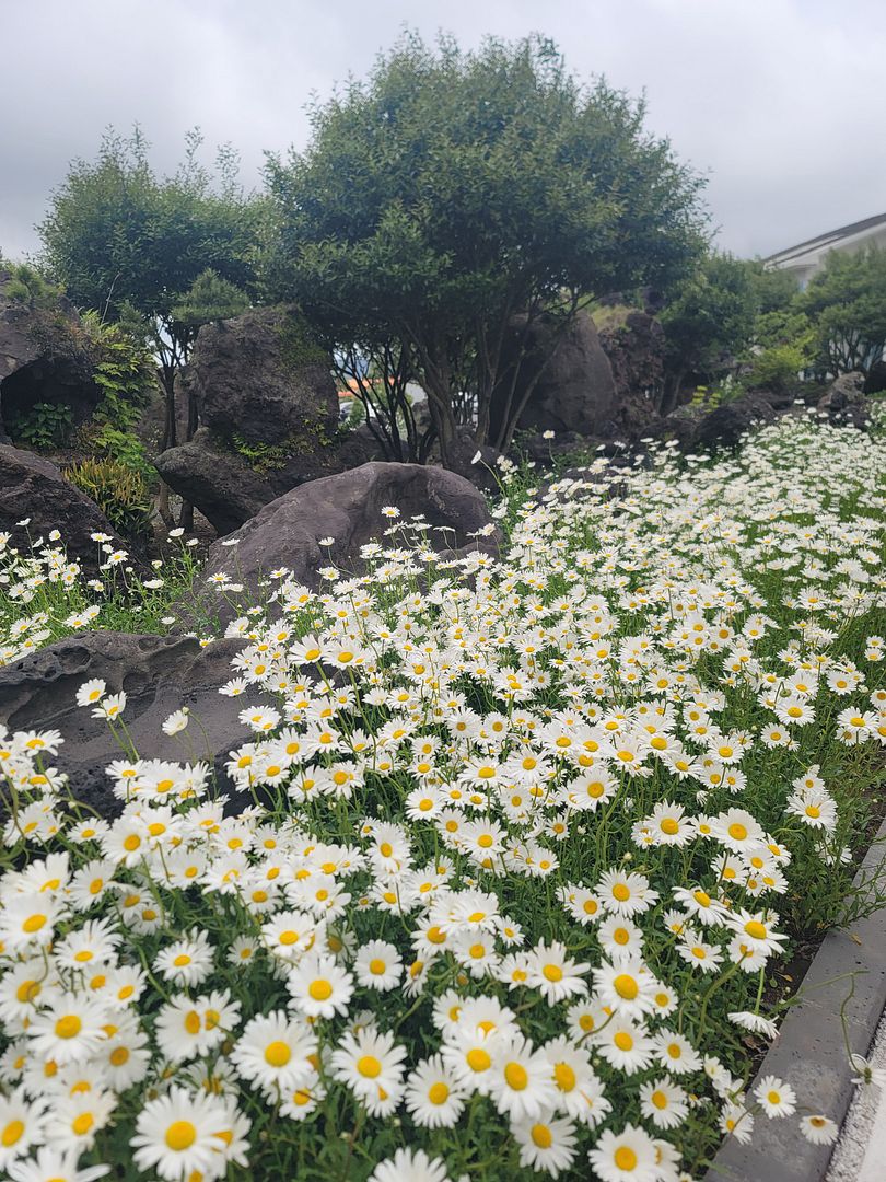 shasta daisy