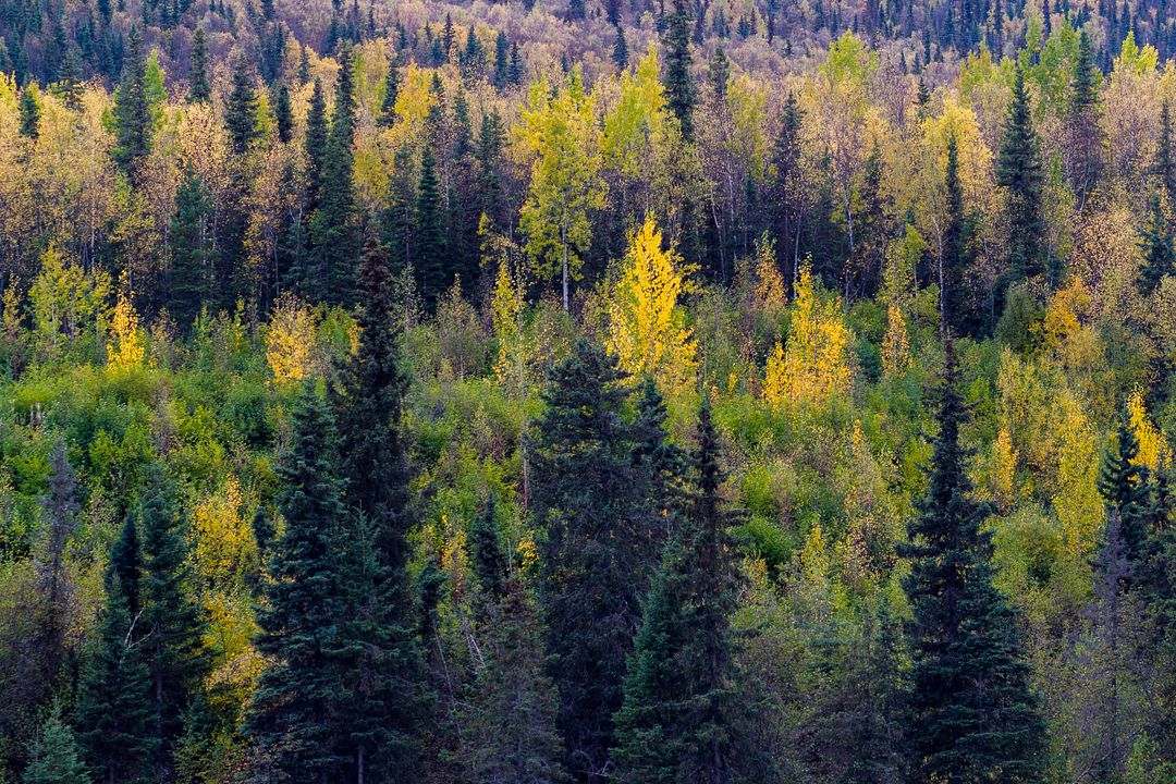 Alaskan Autumn