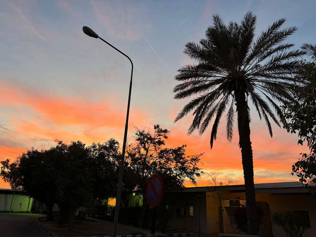 Palm tree at sunrise