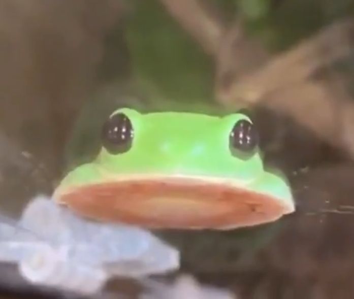 🐸