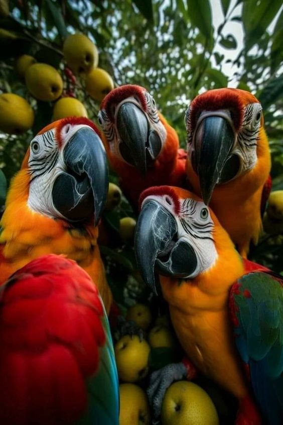 parrots party