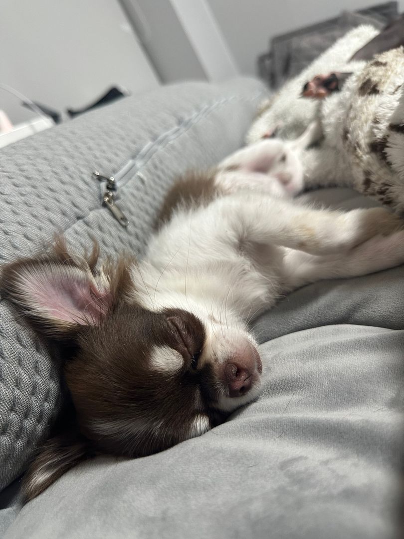 Sleeping Chihuahua