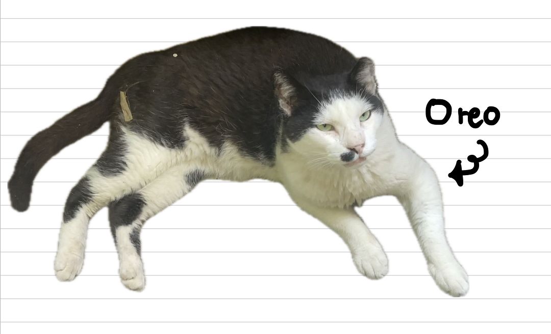 Cat_Oreo_10