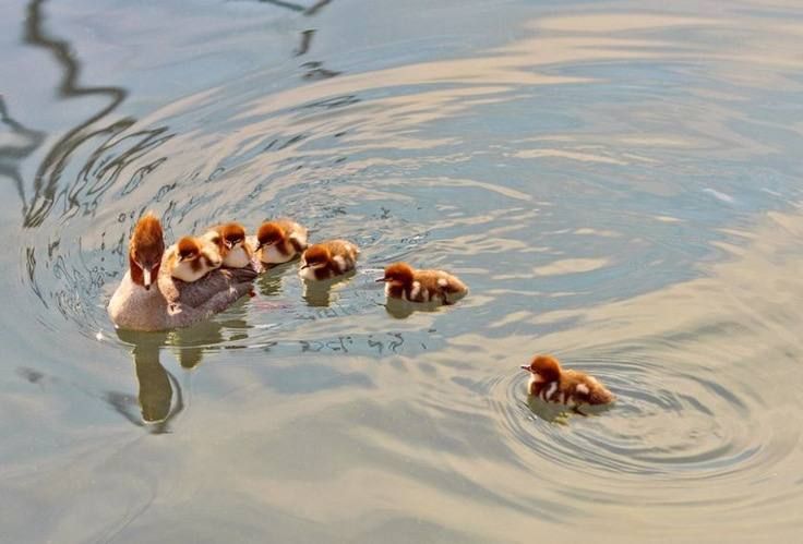 ducklings