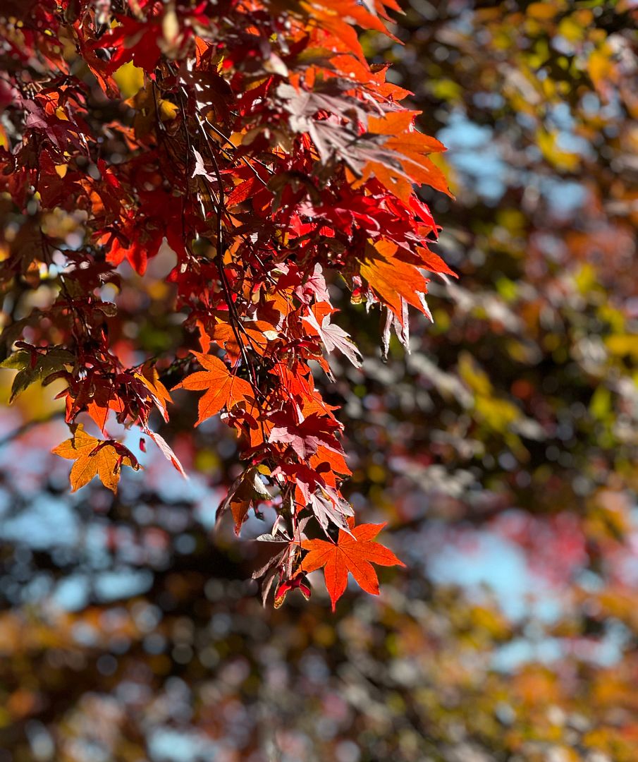 배론성지, 단풍🍁