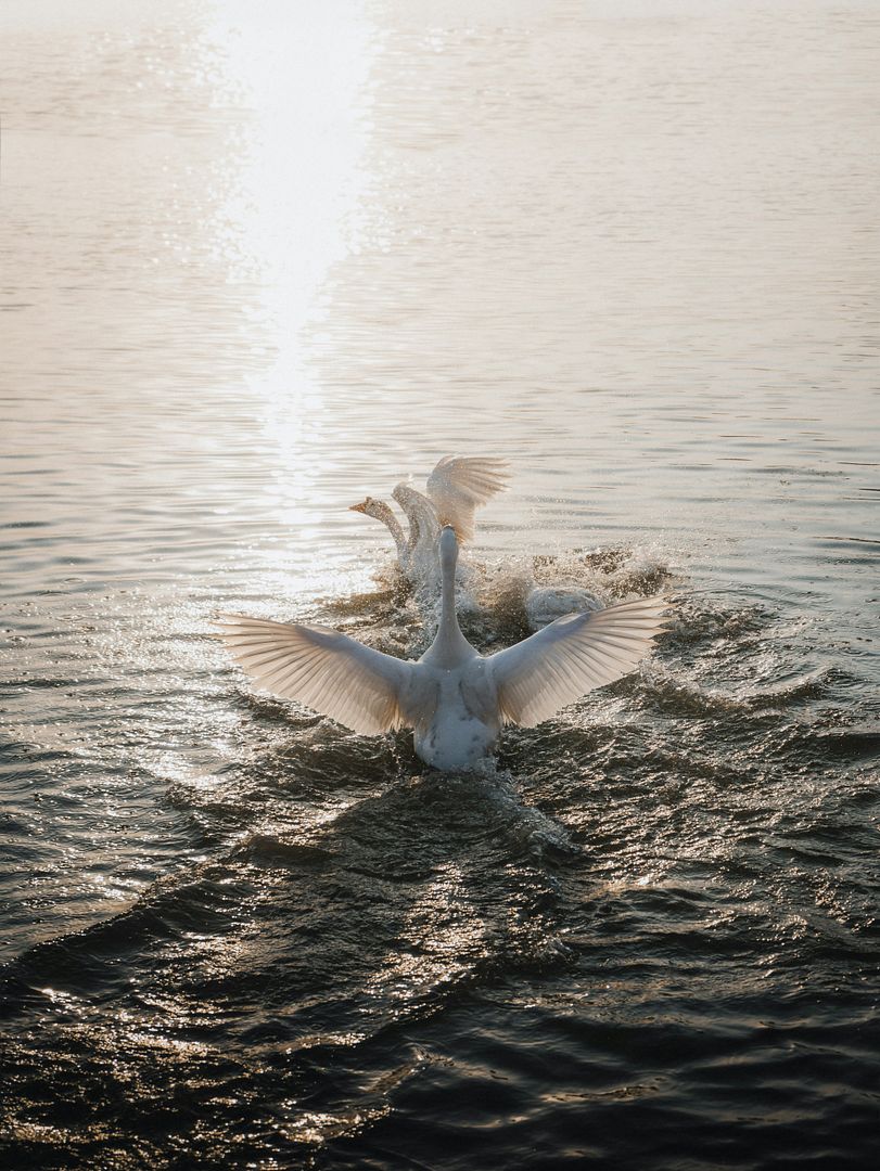 Swans Fighting