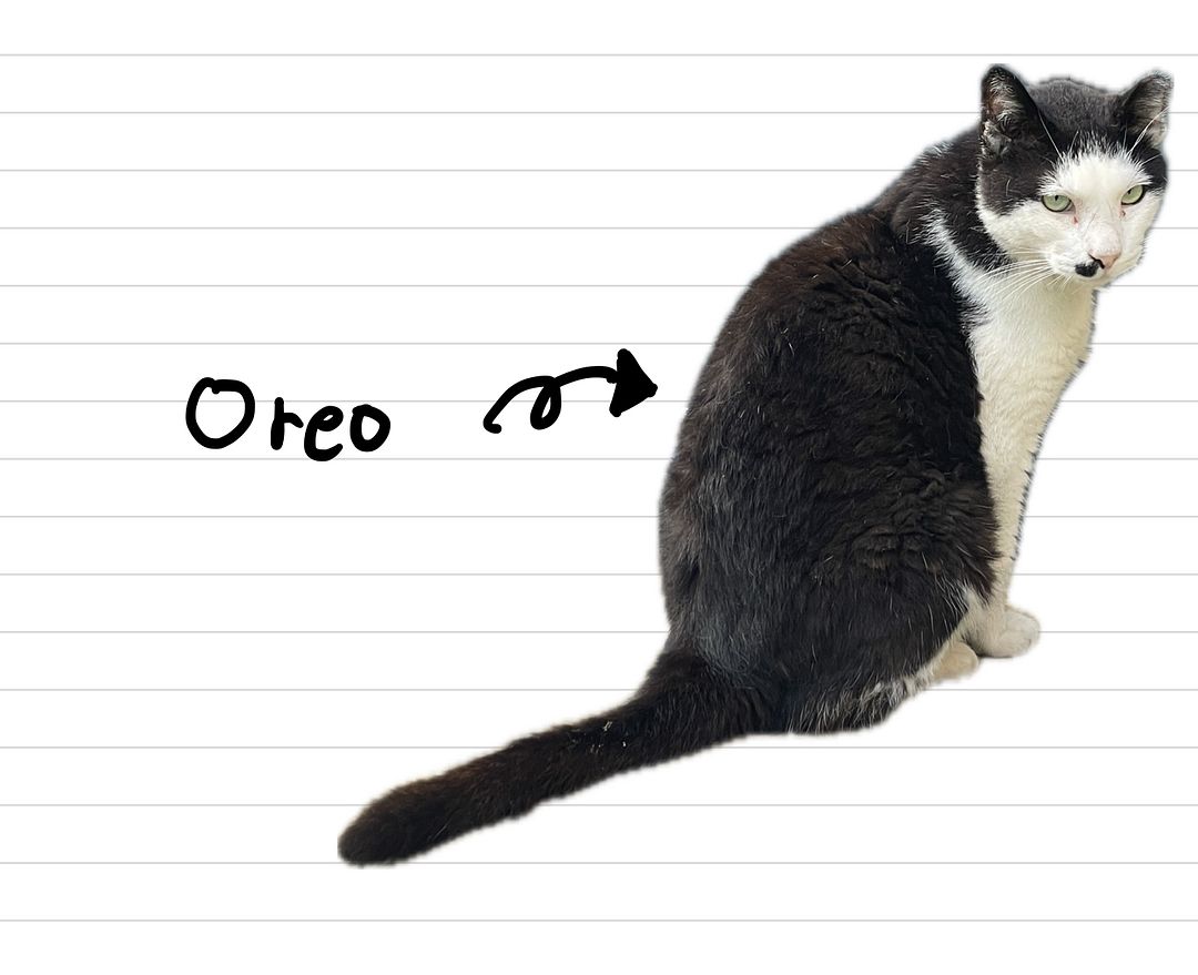 Cat_Oreo_14