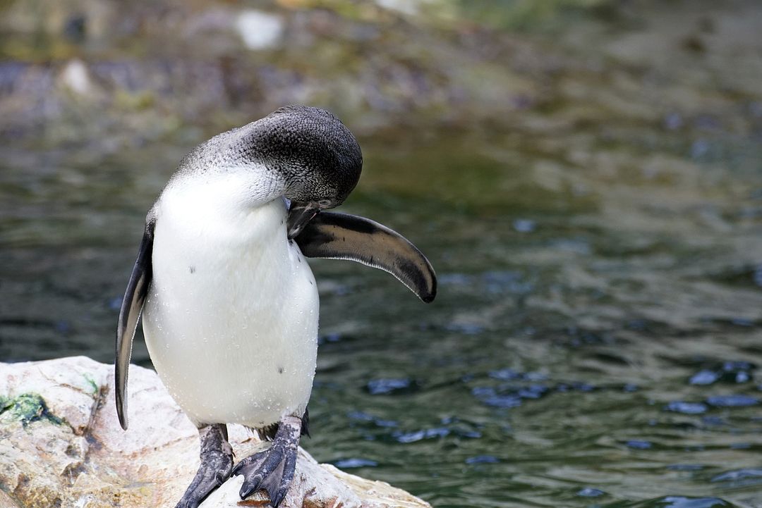 Meteor Penguin