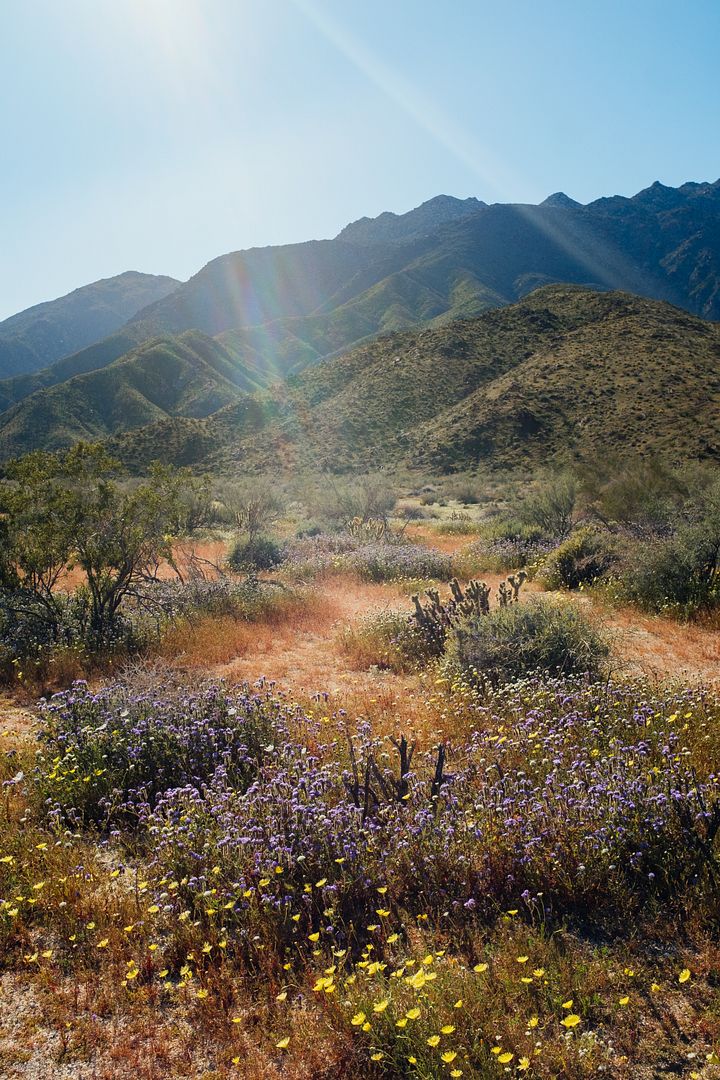 When The Desert Blooms, 2023