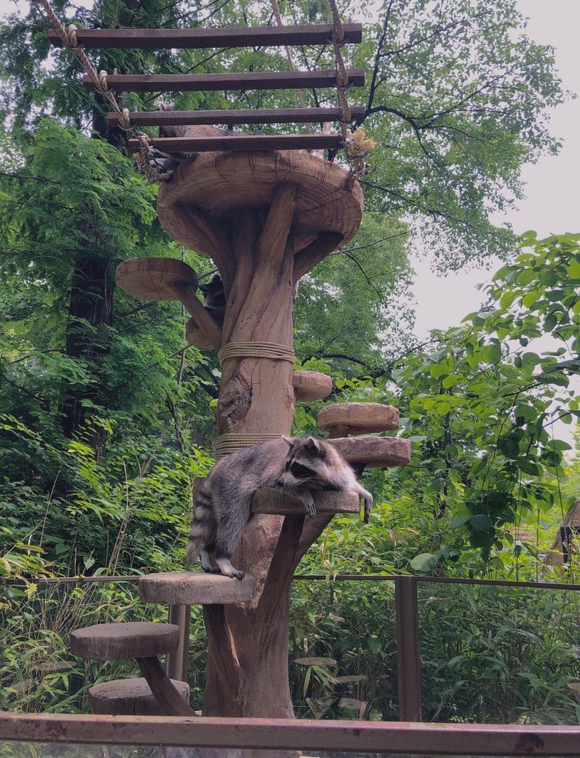 Everland ❤️ Raccoon 💕 Zoo