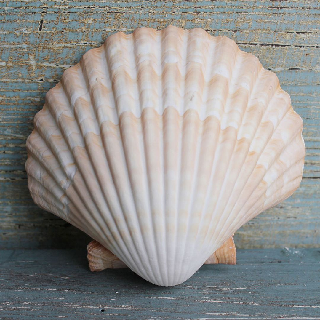 shell