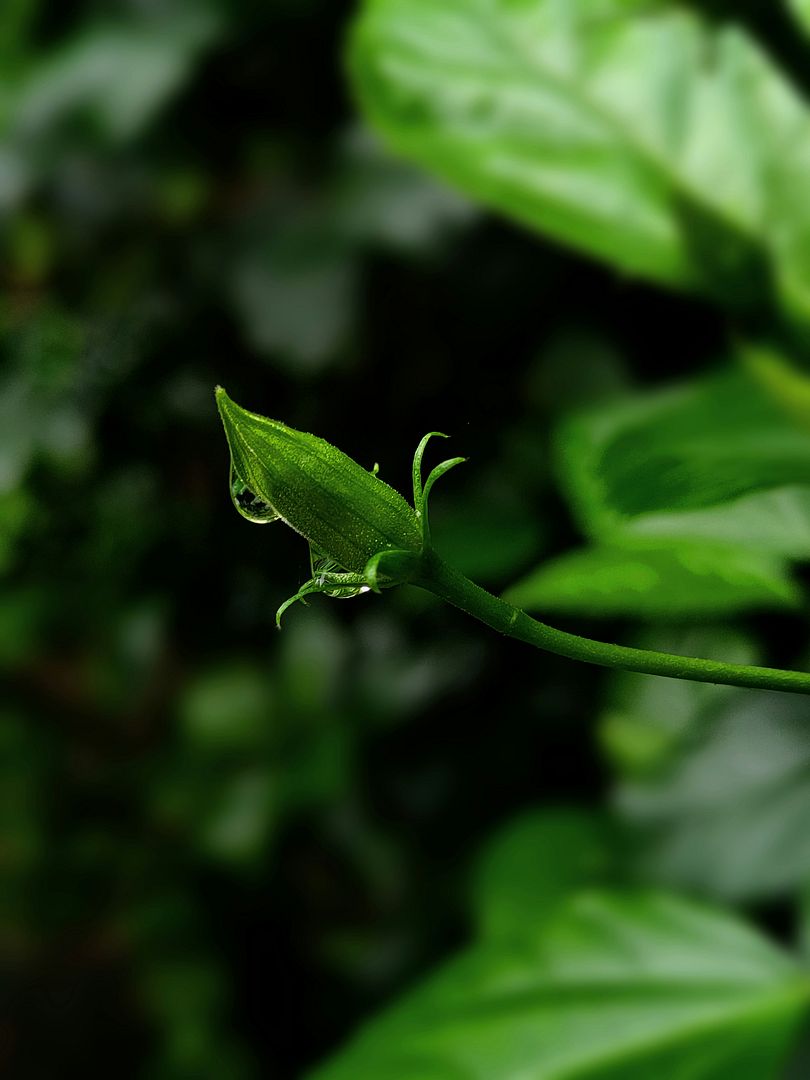 a close up of a green plant with leaves