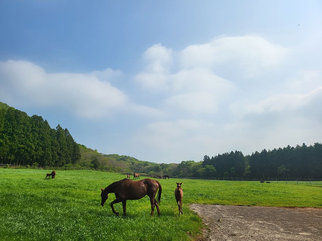 JEJU Horse Family