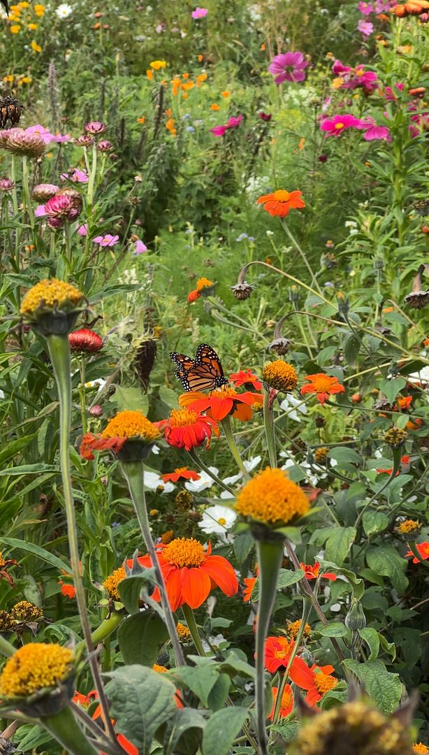 Esalen farm monarch