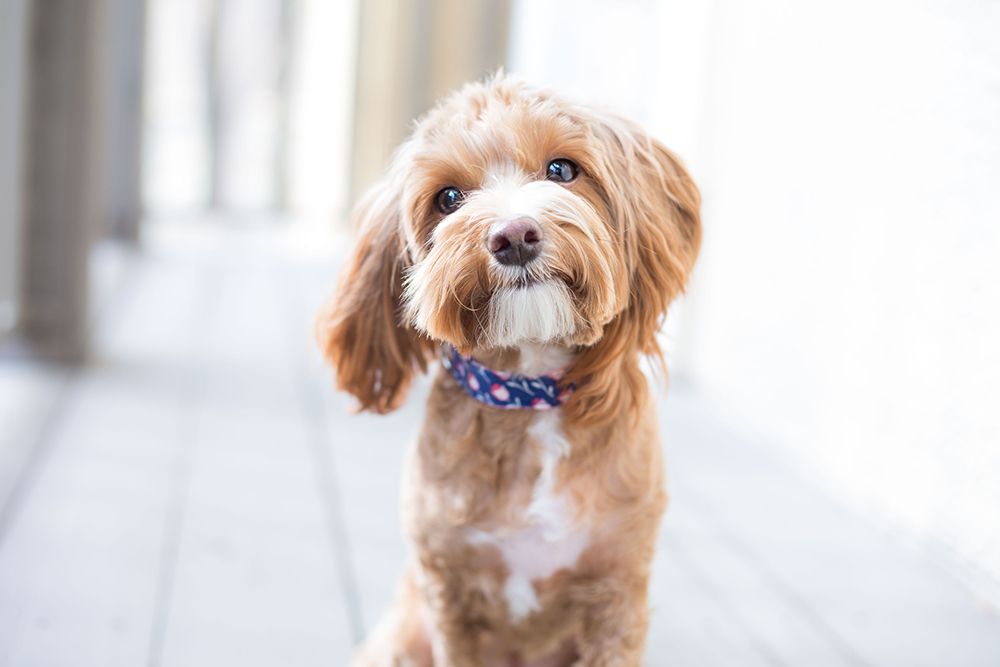 cute-dog-headshot