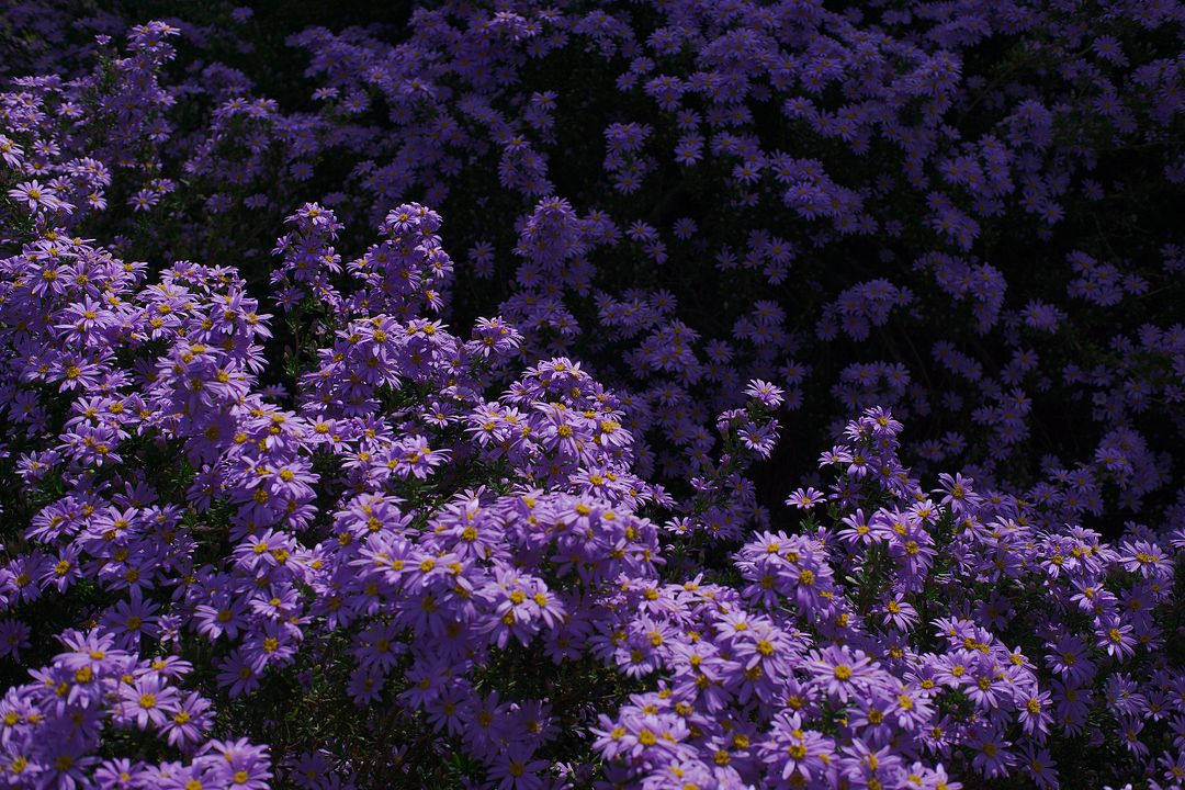 Purple Flower Picture