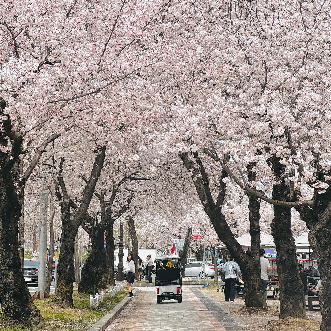 cherry blossom tunnel