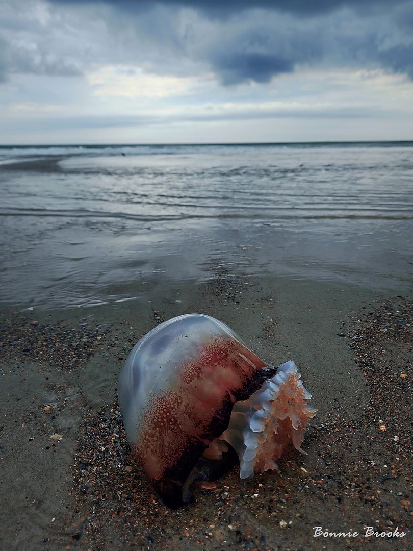 Jelly Fish