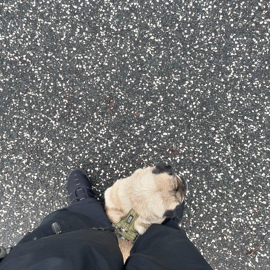 Tn’s and pug