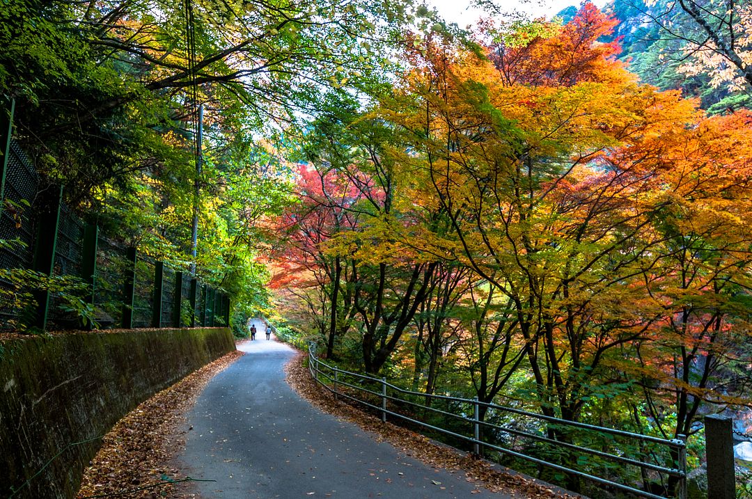 Colorful Path