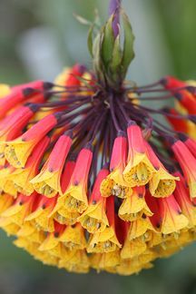 Vibrant flowers in full bloom