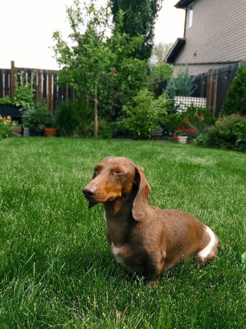 In grandpas backyard