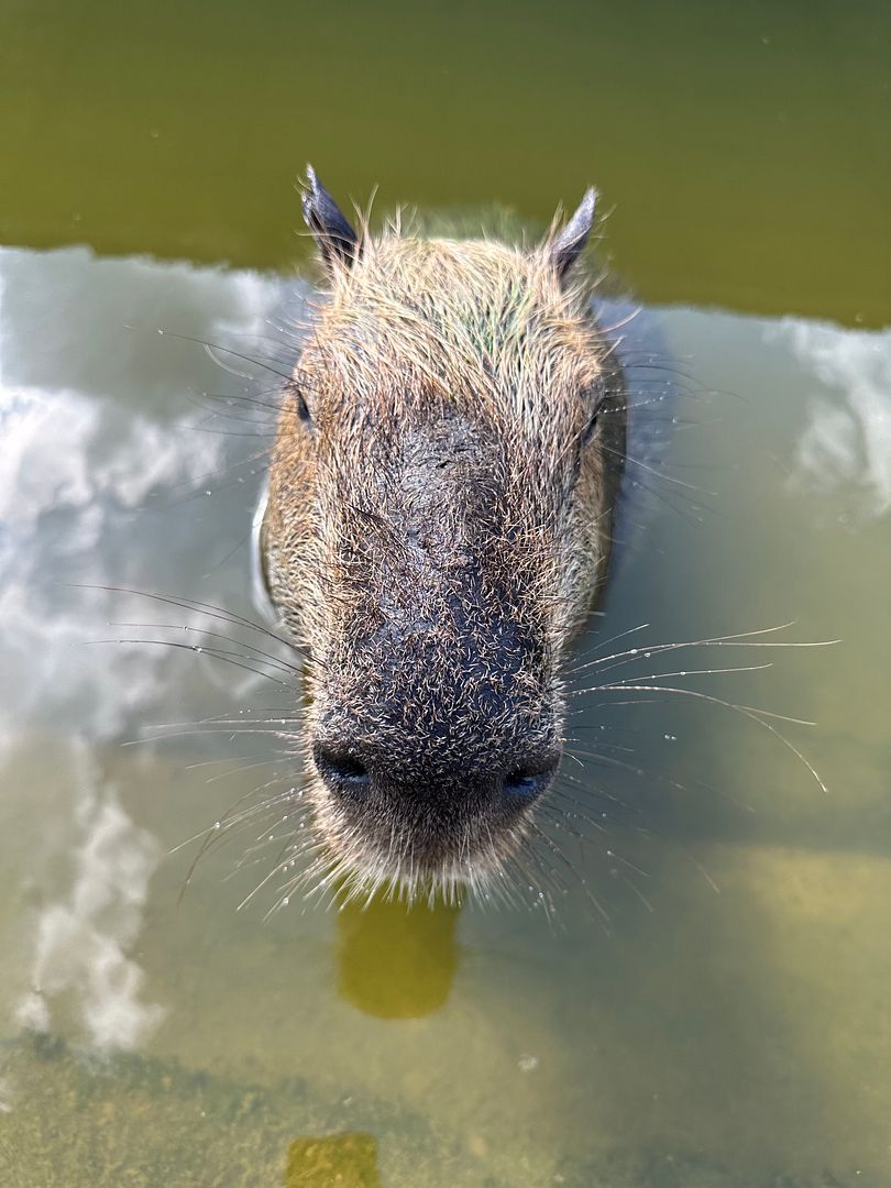 Capybara