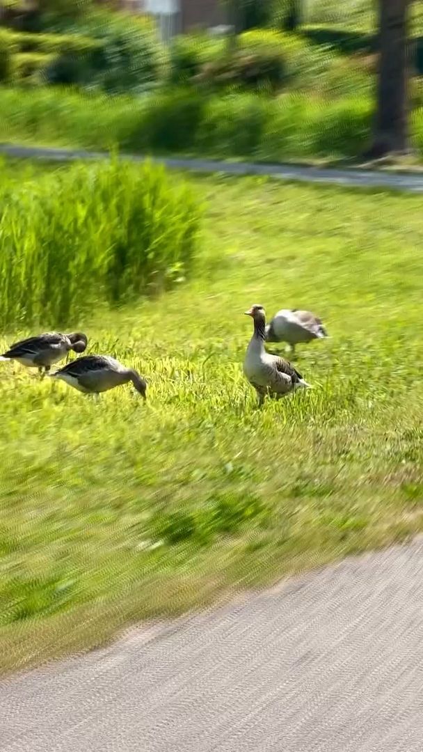 geese edit 🦆