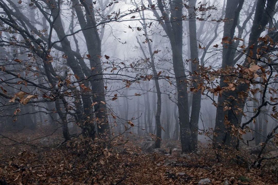 autumn misty forest