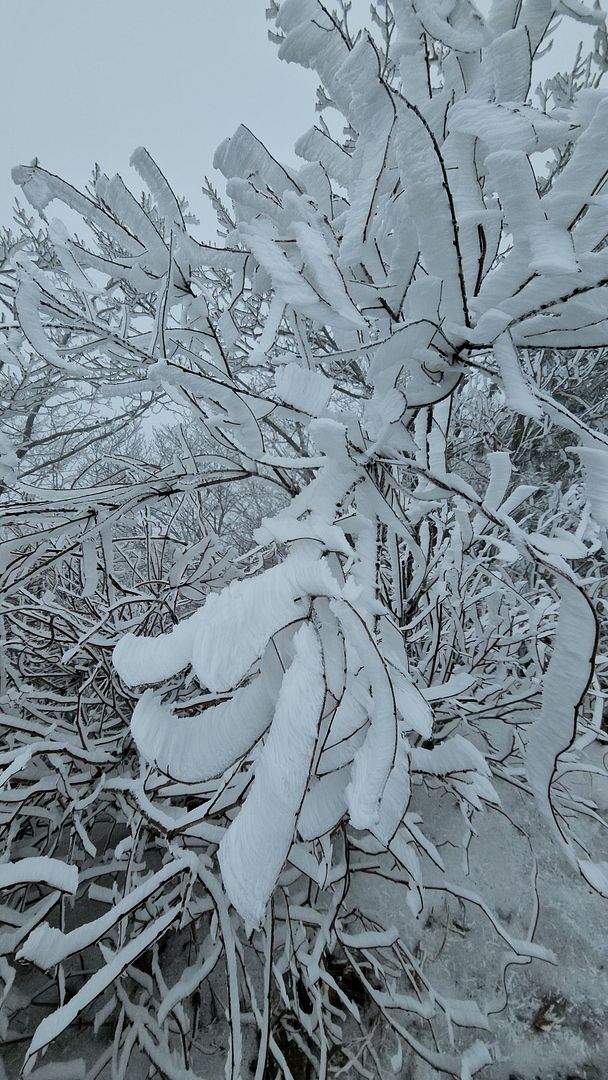 Snowflakes in Mt. Johang!  240119 Goesan, Chungcheongbuk-do, Korea