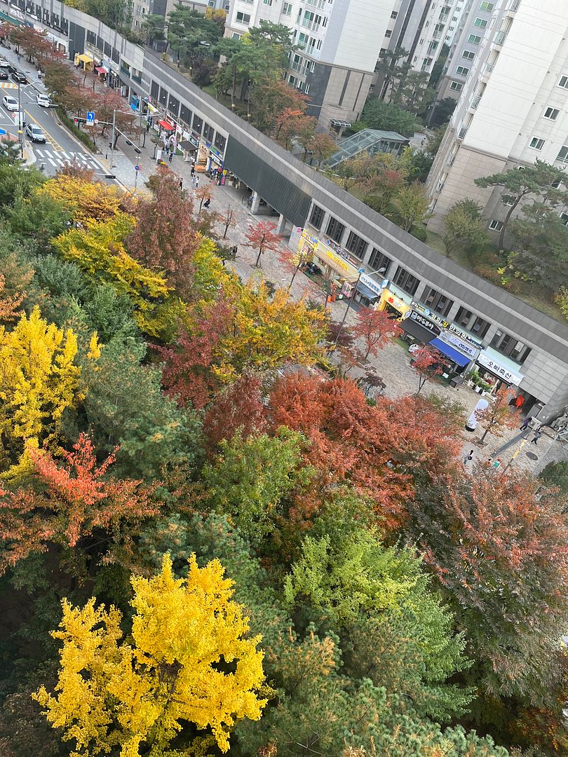 서울 집 앉아서 단풍 보며 낮술 하고 싶당