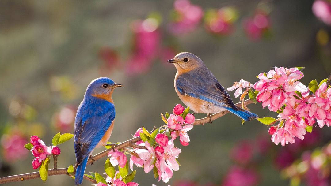 Lovebirds spring