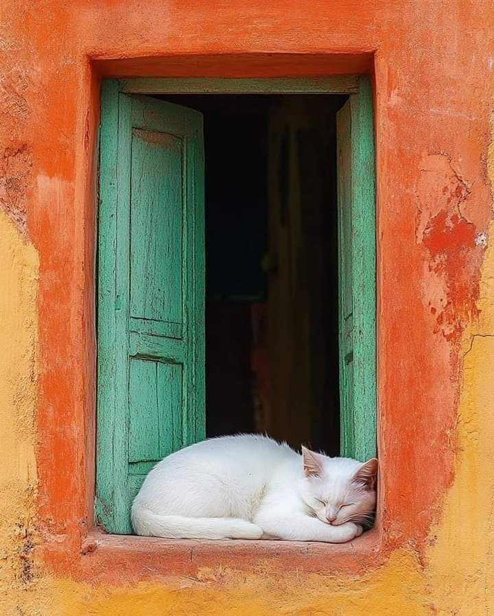 White cat