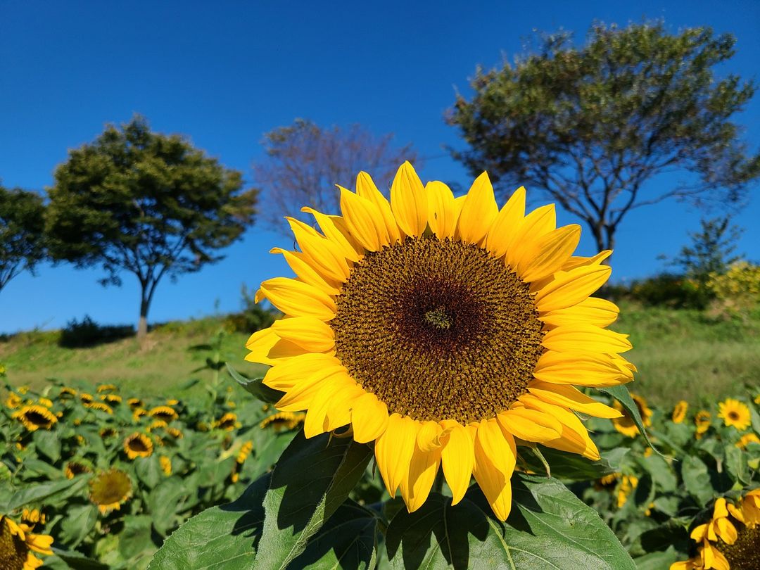 The last sunflower