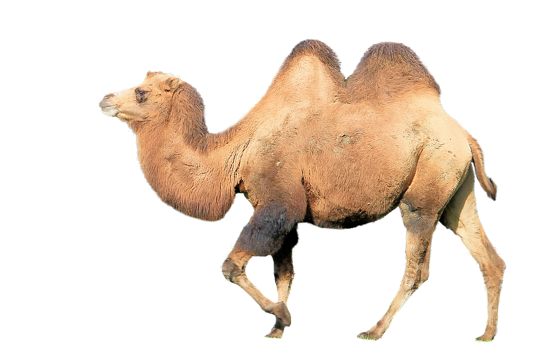 camel