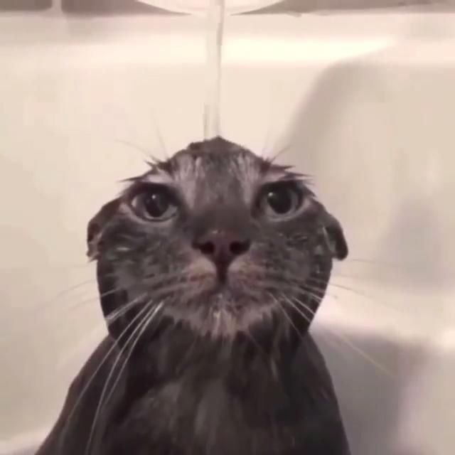 shower cat ahah