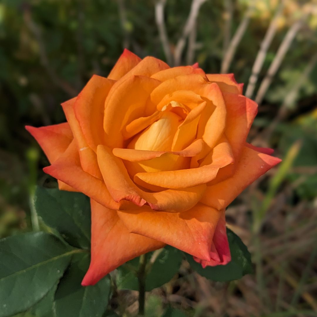 Orange rose 🧡