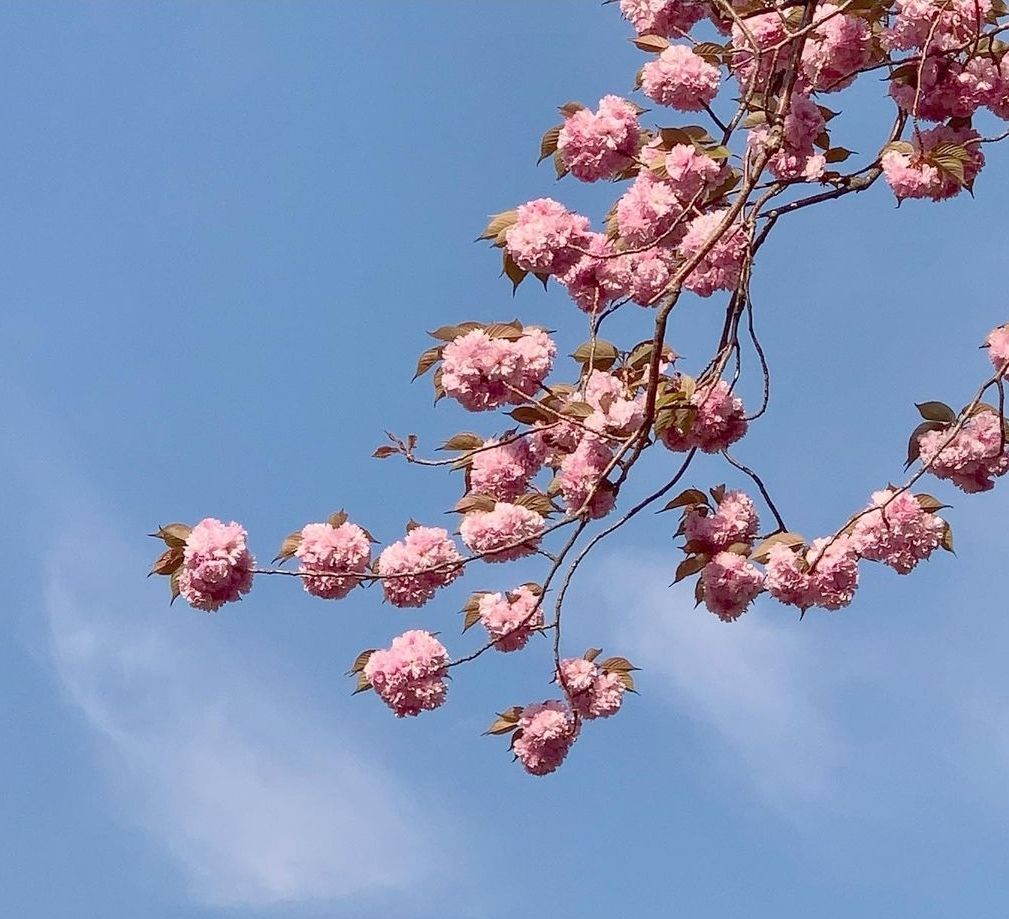 Korean cherry blossom