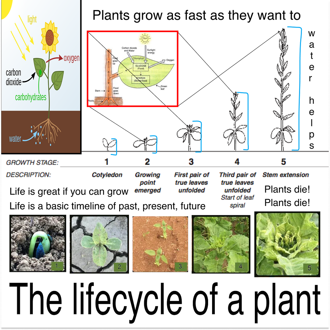 the lifecycle of a plant