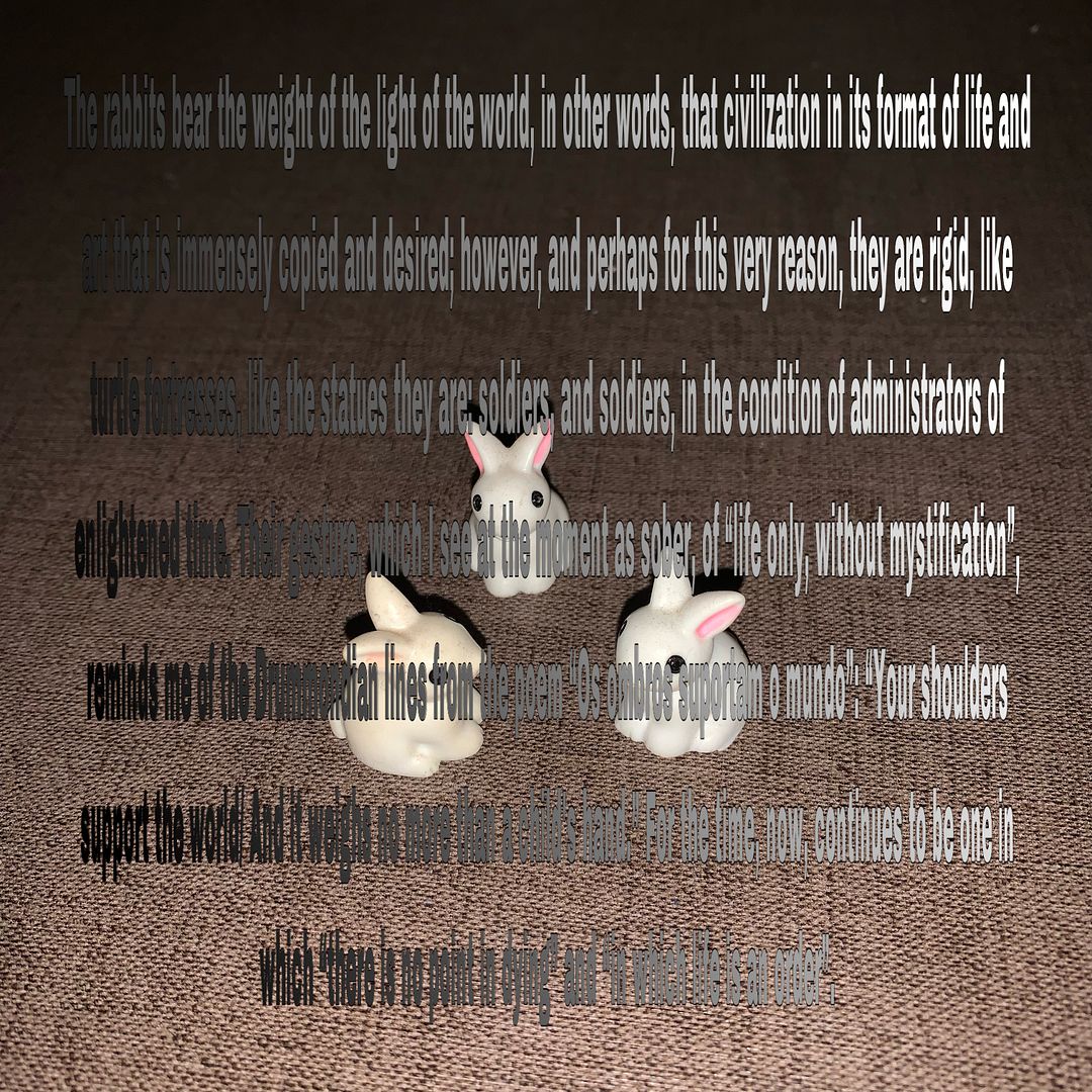 rabbits