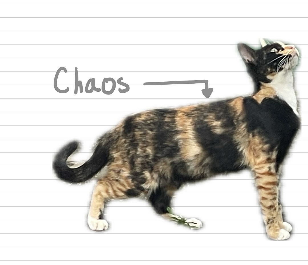 Cat_Chaos_8