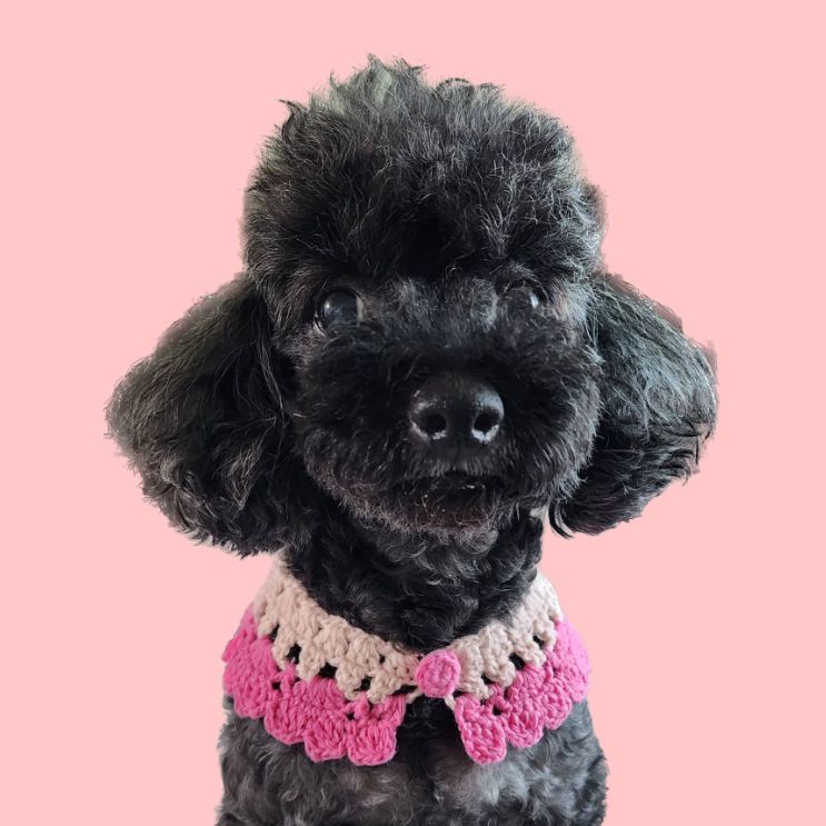 BLACKPOODLE