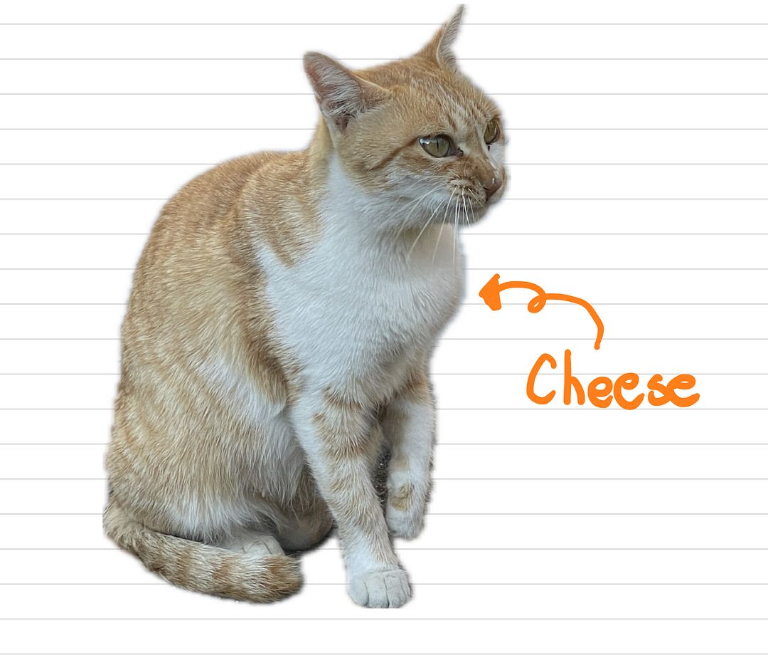 Cat_Cheese_37