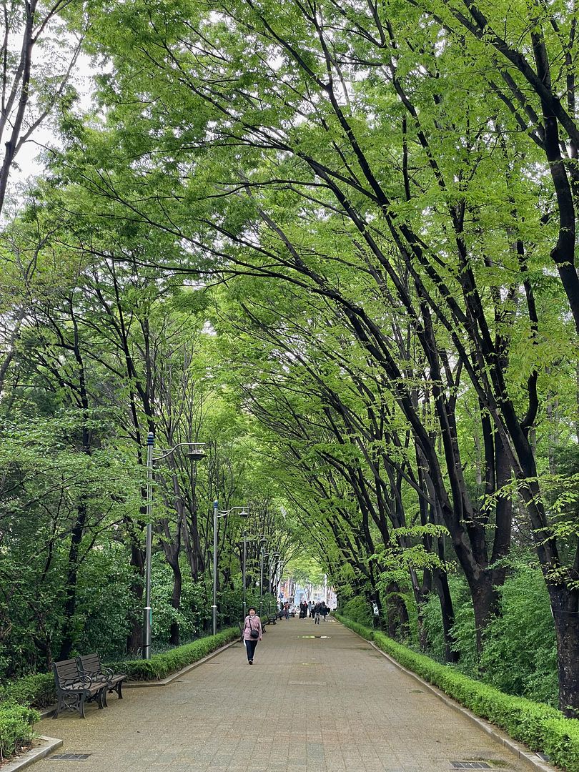 Forest in city